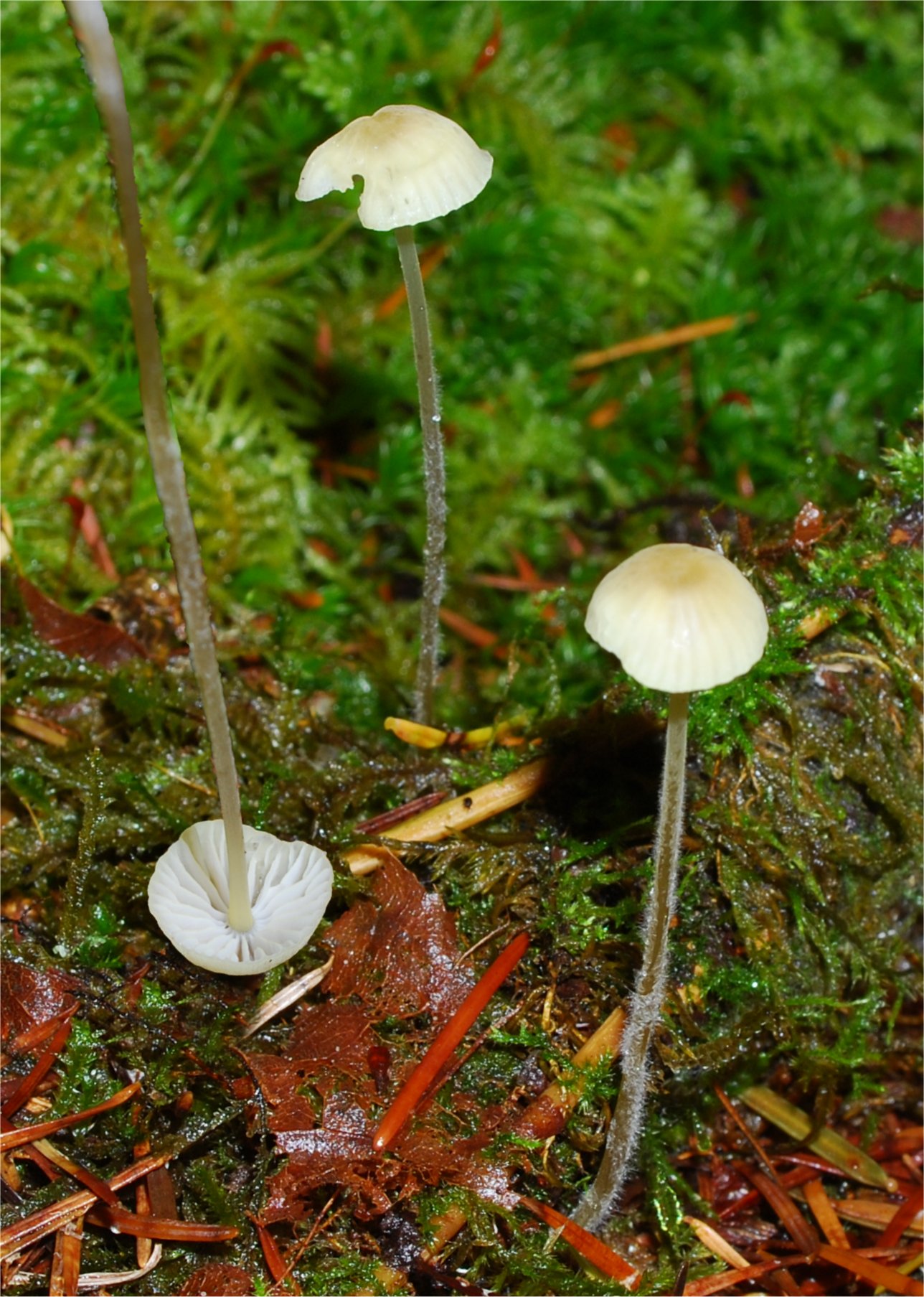 Mycena olida 12-10.jpg