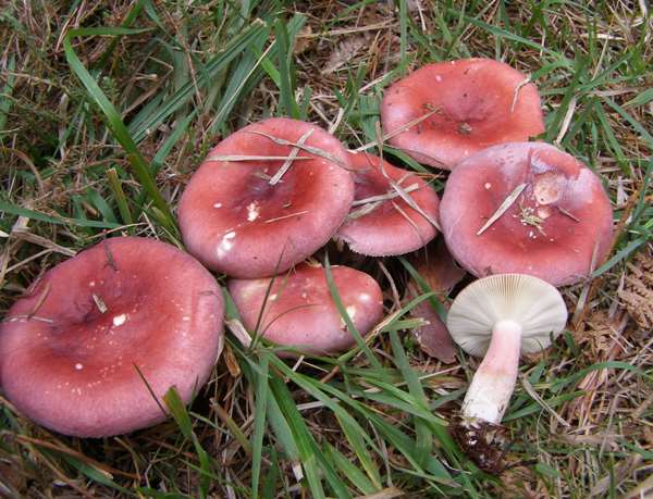 russula-rosea2.jpg