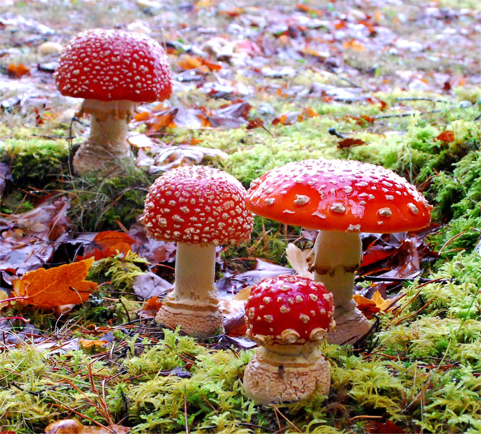 Amanita muscaria OR1.jpg