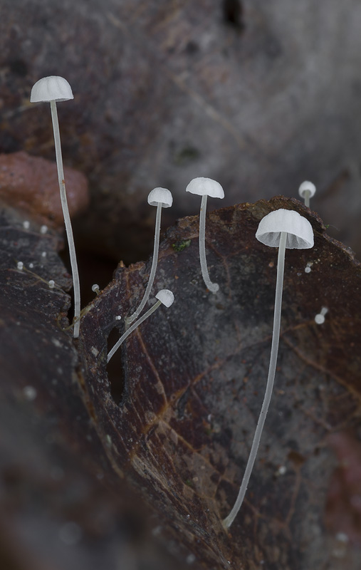 Mycena polyadelpha4.jpg