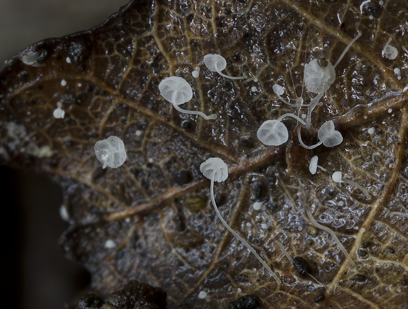 Mycena polyadelpha3.jpg
