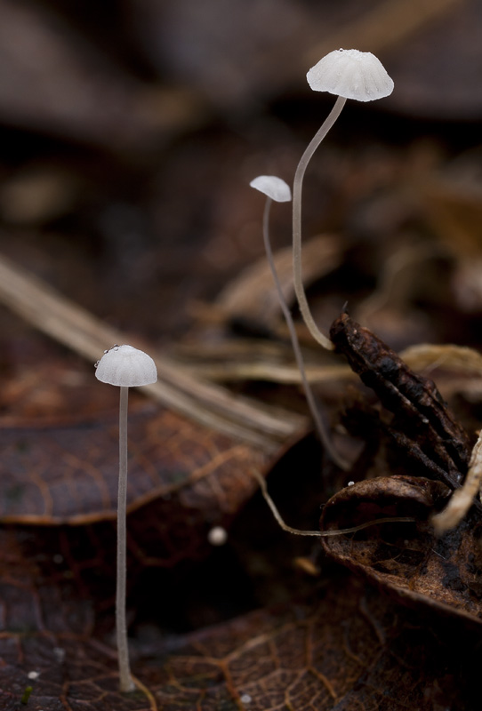 Mycena polyadelpha2.jpg