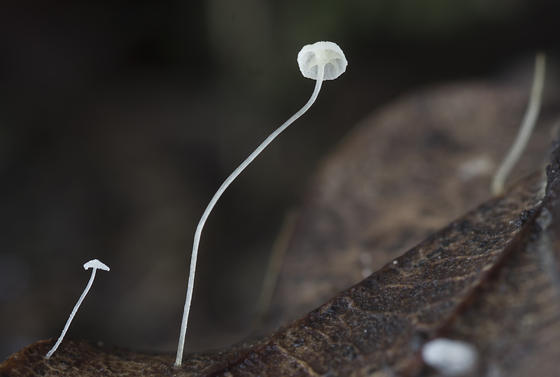 Mycena polyadelpha5.jpg