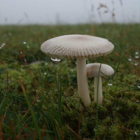 Amanita nivalis Elidir Fach 26.7.2010.jpg