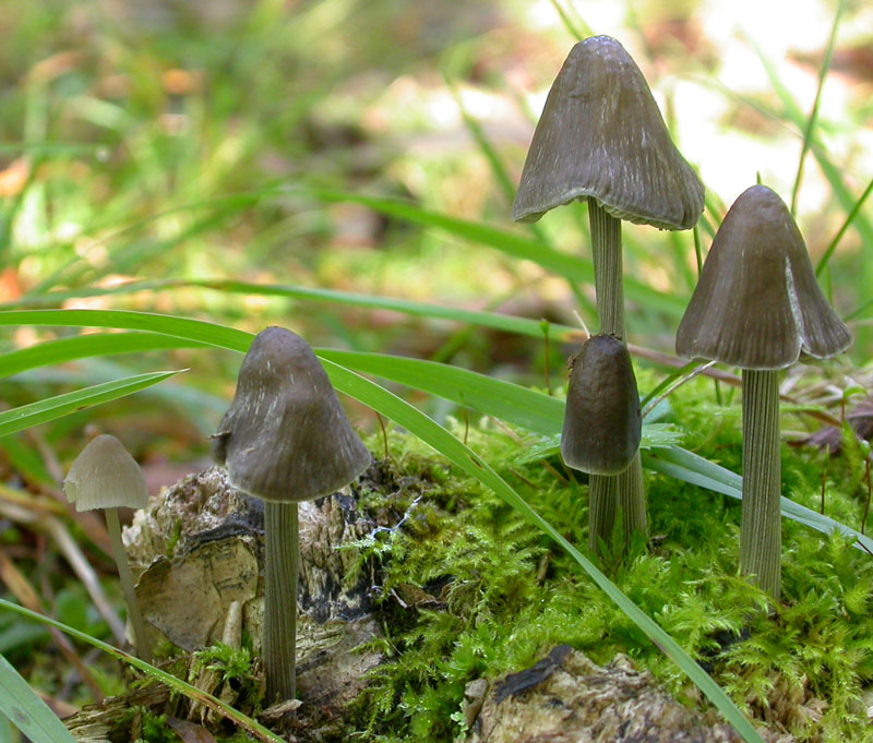 polygramma1.jpg
