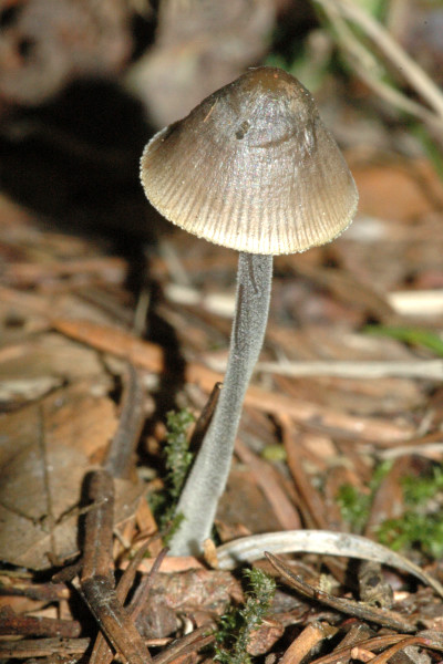 Mycena_polygramma_-_Lindsey.jpg