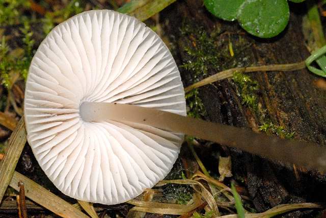 Mycena_spec._-_Lindsey_15b.jpg