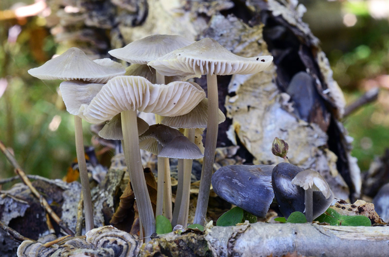 Mycena_polygramma1.jpg
