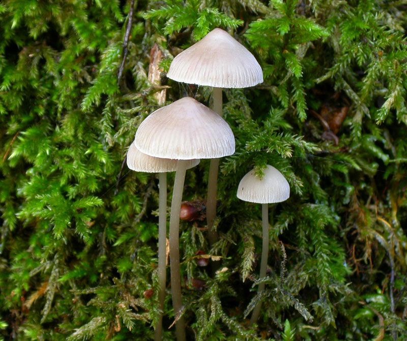 Mycena_polygramma.jpg