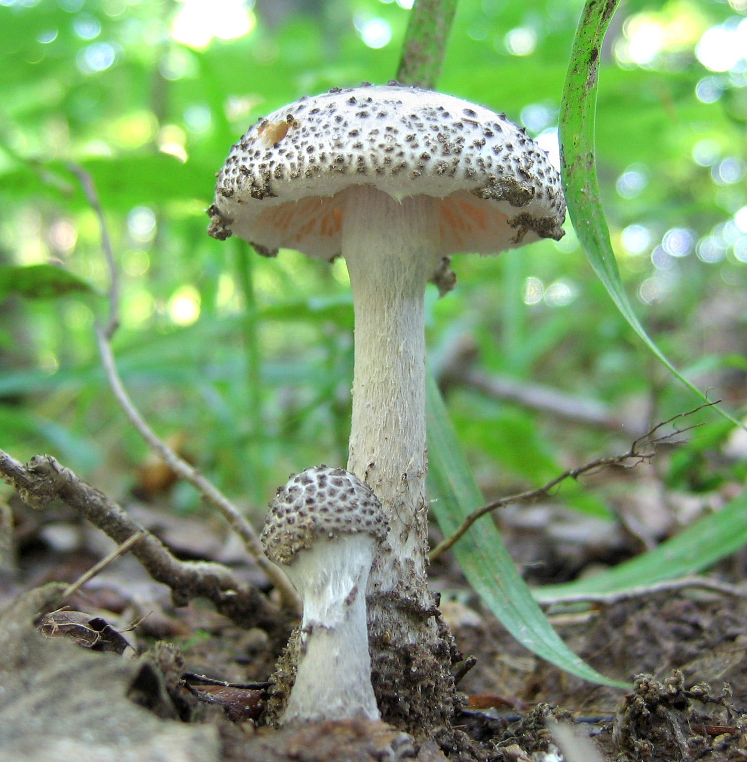 Amanita_onusta_46215.jpg