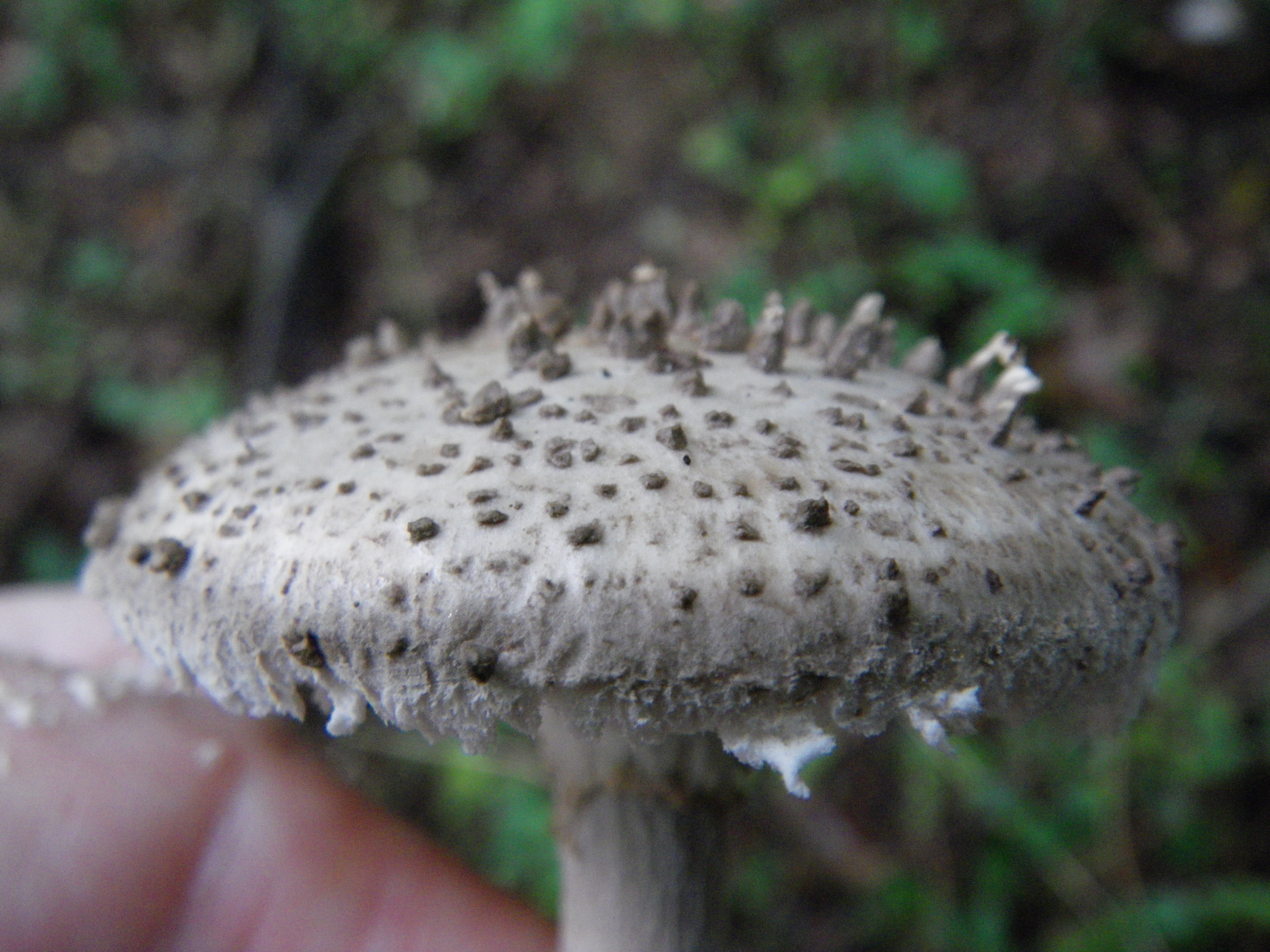 Amanita_onusta_59482.jpg