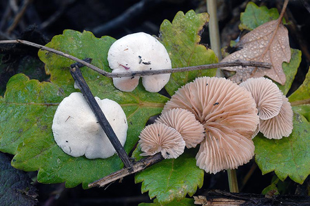 crepidotus-caspari-var.-caspari-1.jpg