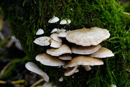 crepidotus-caspari-var.-caspari1.jpg