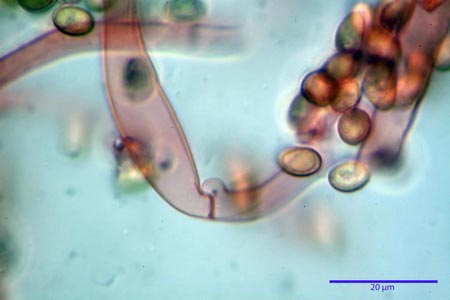 crepidotus-caspari-var.-caspari-giunti-a-fibbia.jpg