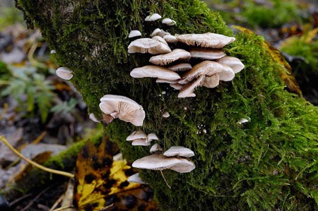 crepidotus-caspari-var.-caspari.jpg