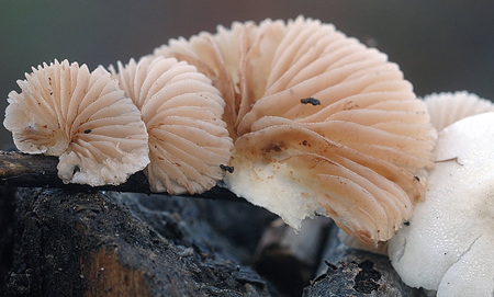 crepidotus-caspari-var.-caspari-2.jpg