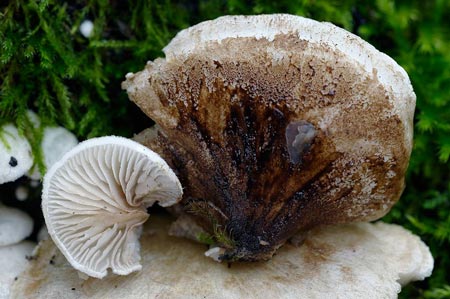 crepidotus-caspari-var.-caspari3.jpg