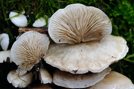 crepidotus-caspari-var.-caspari2.jpg