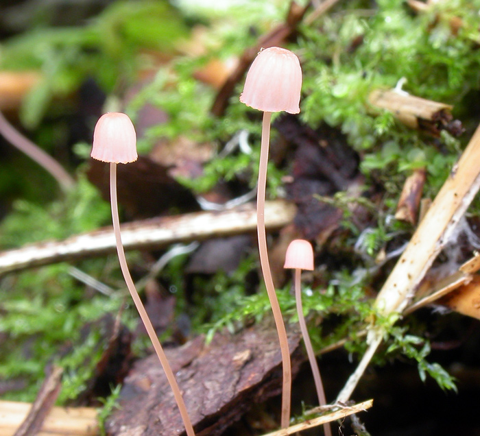 Mycena_pterigena3.jpg