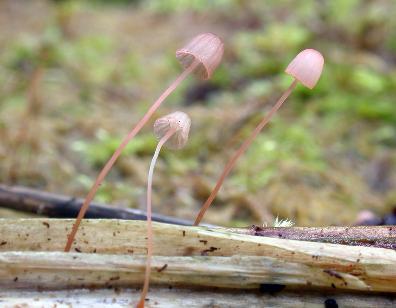 Mycena_pterigena5.jpg