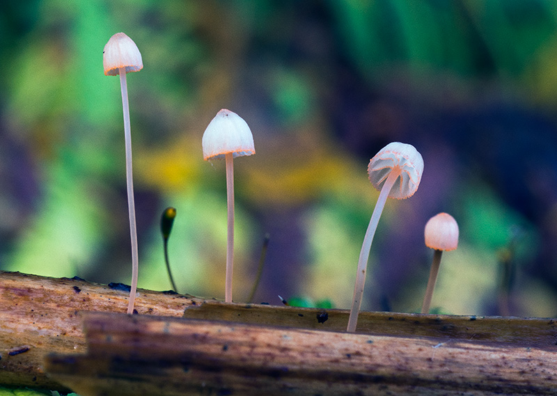 Mycena_pterigena9.jpg