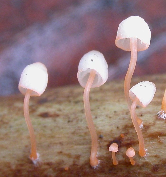 Mycena_pterigena1.jpg