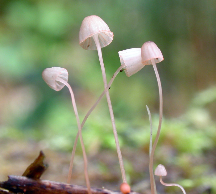 Mycena_pterigena6 (1).jpg