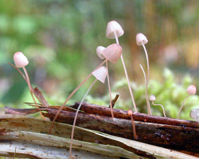 Mycena_pterigena8.jpg