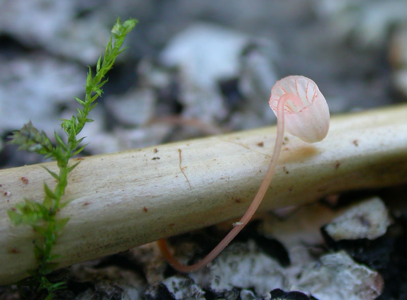 pterigena1.jpg