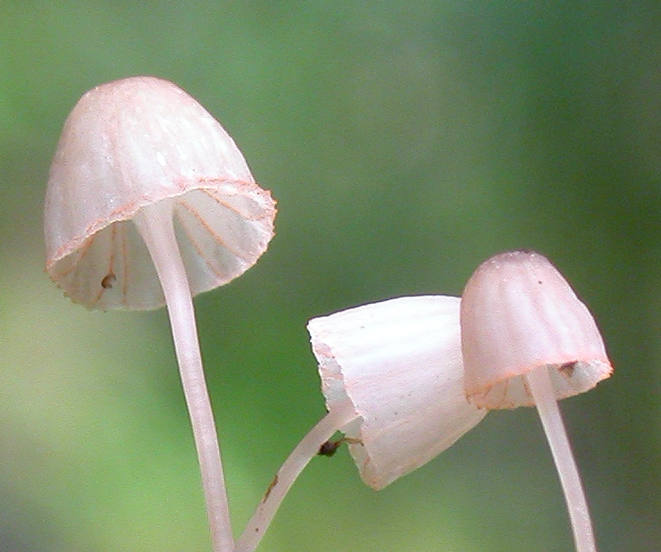 Mycena_pterigena7.jpg