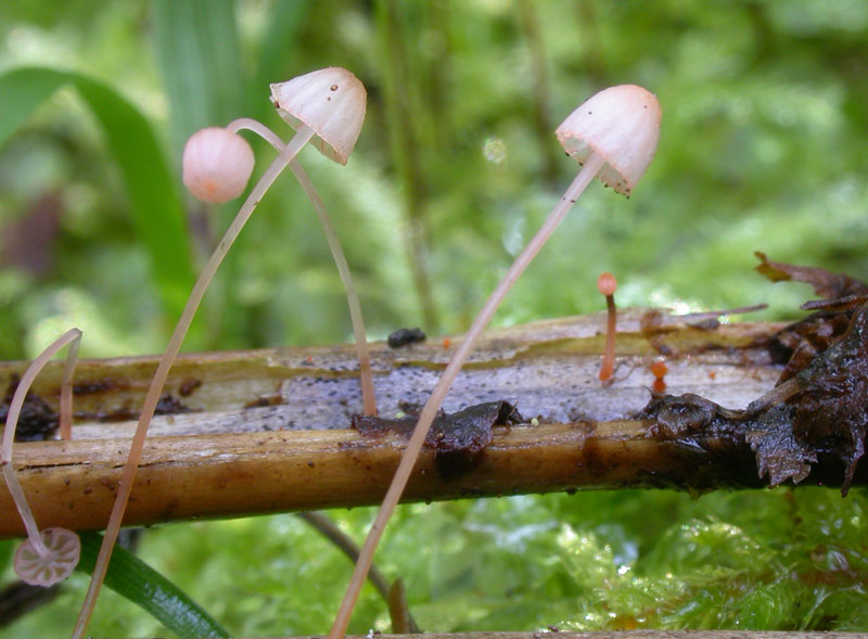 Mycena_pterigena2.jpg