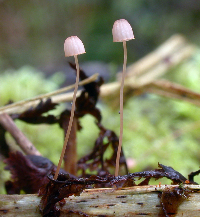 Mycena_pterigena4.jpg