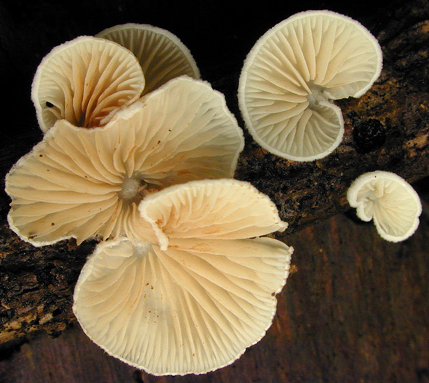Crepidotus_cesatii_var._cesatii,I_MWS22118.jpg