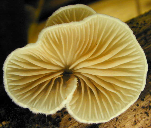 Crepidotus_cesatii_var._cesatii,I_MWS22120.jpg