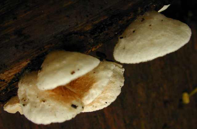 Crepidotus_cesatii_var._cesatii,I_MWS22117.jpg