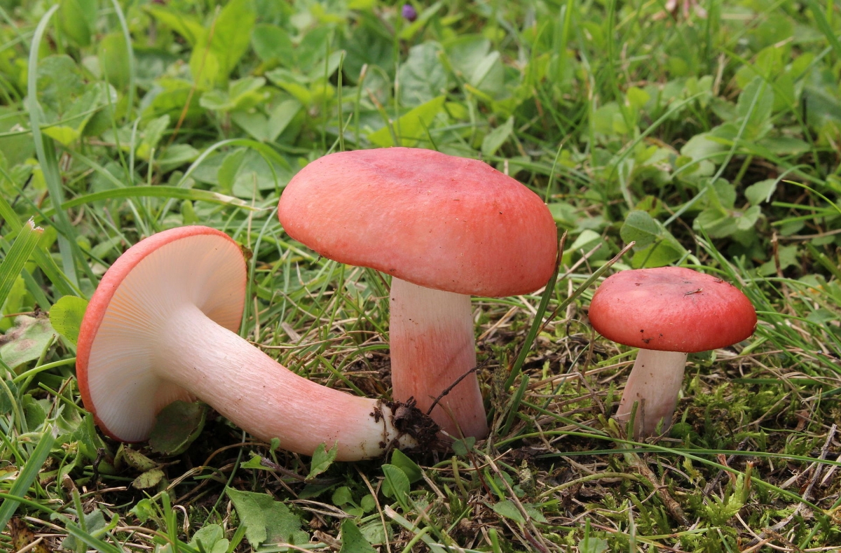 Blut-Täubling_Russula_sanguinaria.JPG