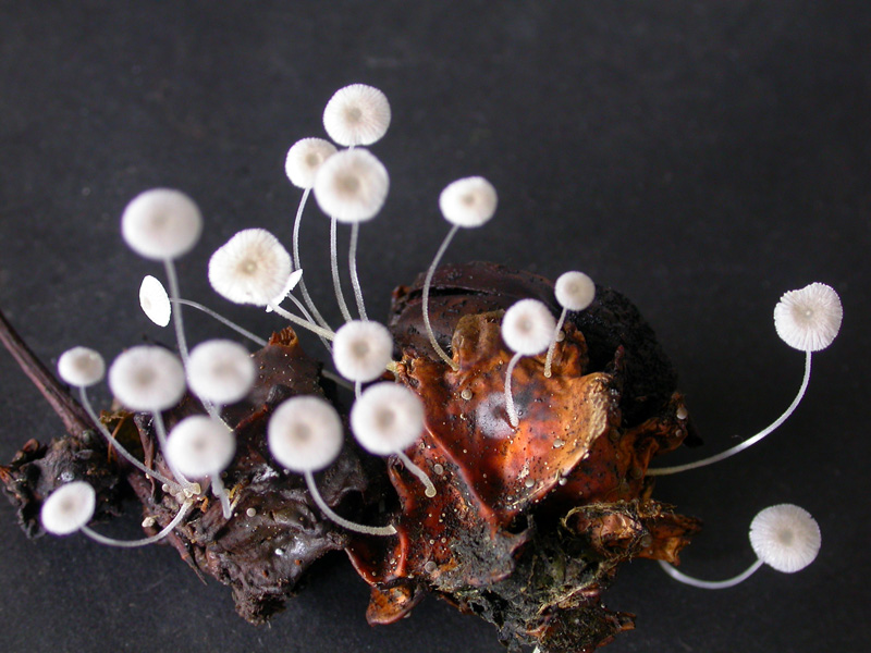 Mycena_rhenana2.jpg