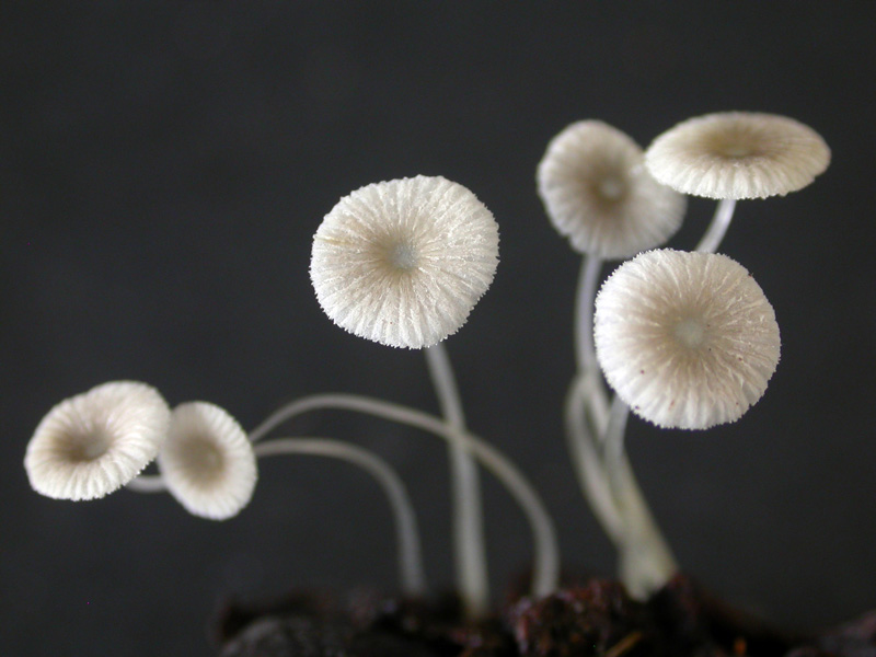 Mycena_rhenana1.jpg