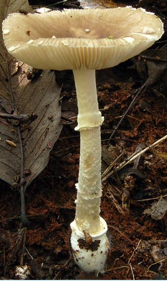 parvipanth2_ZLY2011web.jpg