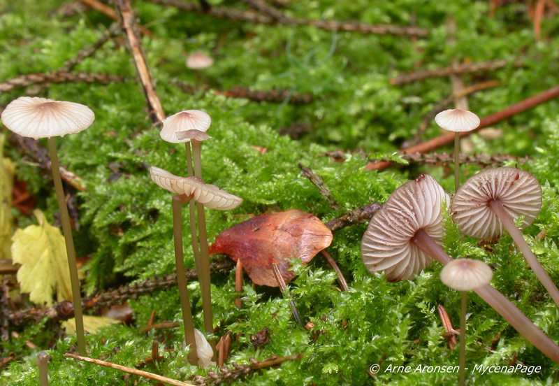 Mycena_sanguinolenta6.jpg