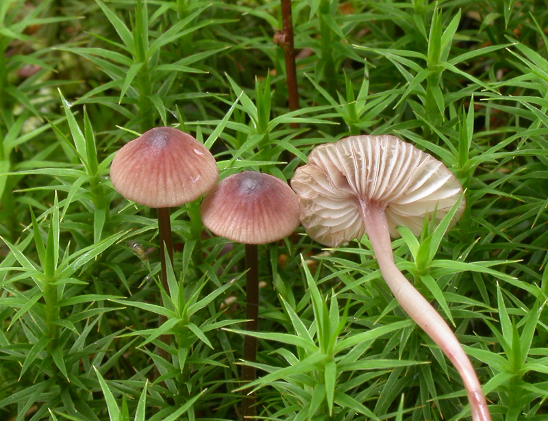 Mycena_sanguinolenta1.jpg