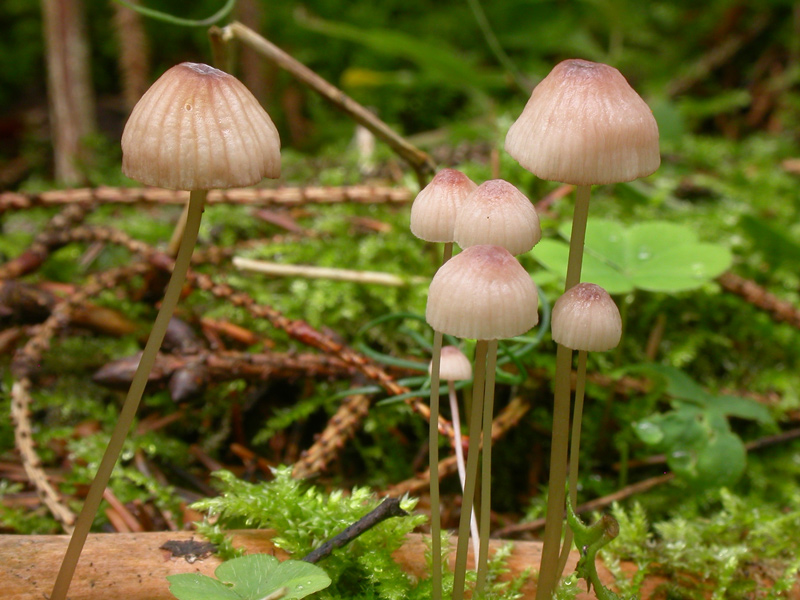Mycena_sanguinolenta7.jpg