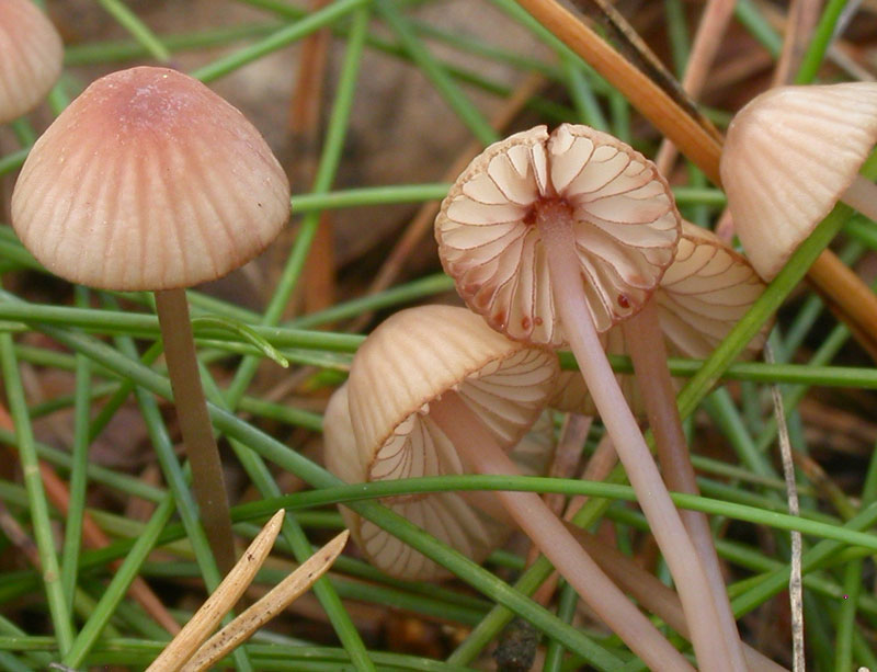 Mycena_sanguinolenta.jpg