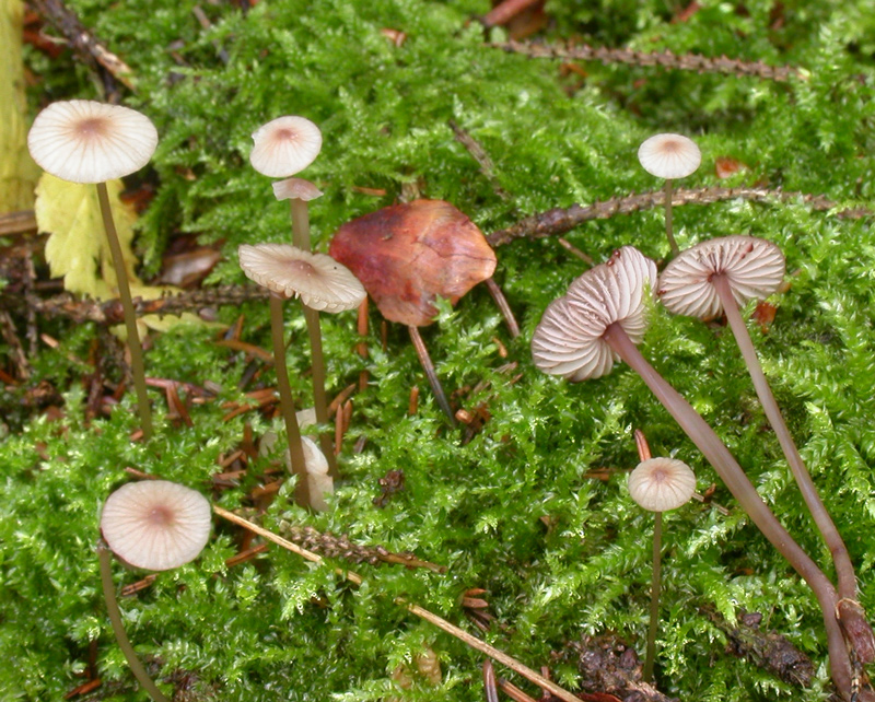 Mycena_sanguinolenta4.jpg