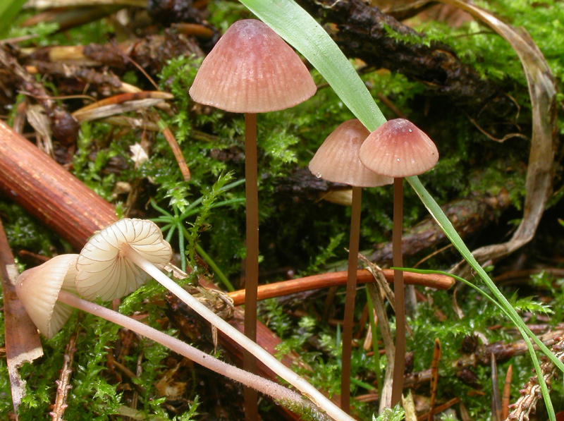Mycena_sanguinolenta2.jpg
