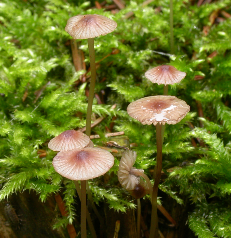 Mycena_sanguinolenta3.jpg