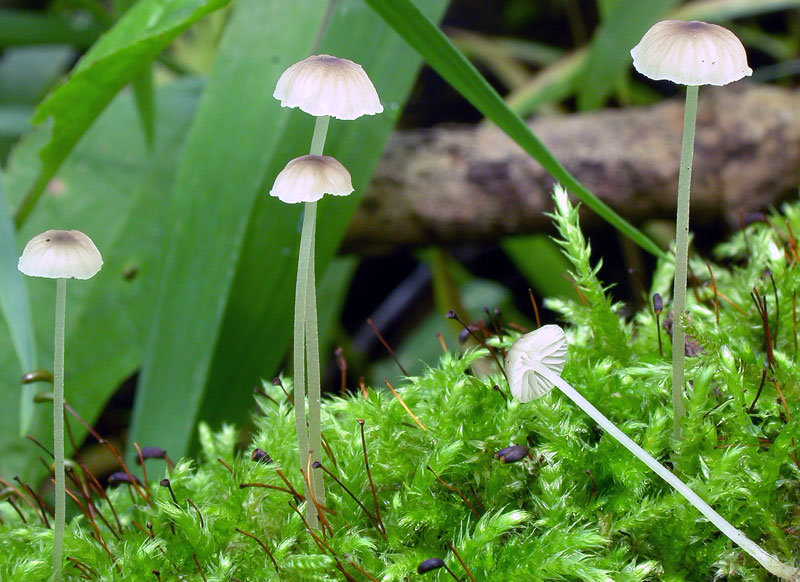 Mycena_speirea_skarp.jpg