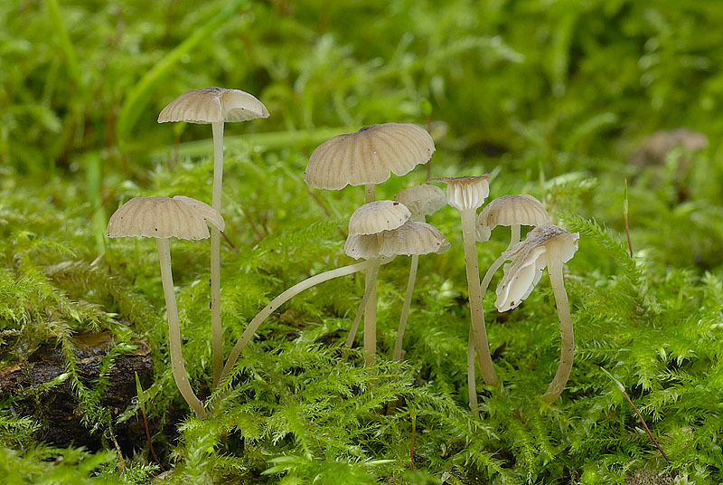 0__DSC2815 Mycena speirea.jpg
