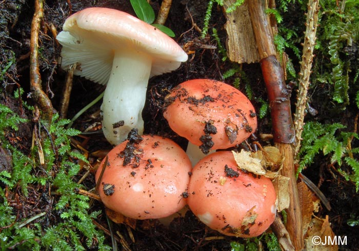 Russula silvestris 2.jpg