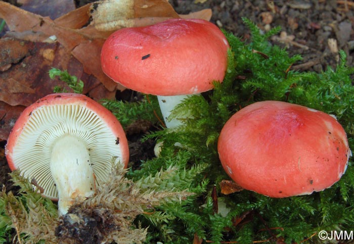 Russula silvestris 4.jpg